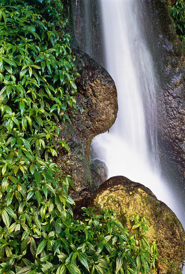 Close-Up of Waterfall,Rocks And Plants,Misol-Ha,Chiapas,Mexico