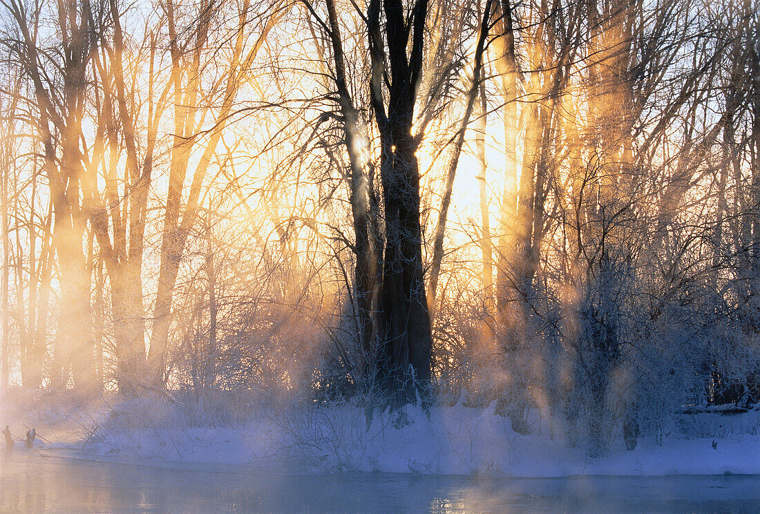 Sonnenaufgang durch Bäume im Winter, Mississippi River, Carleton Place, Ontario, Kanada
