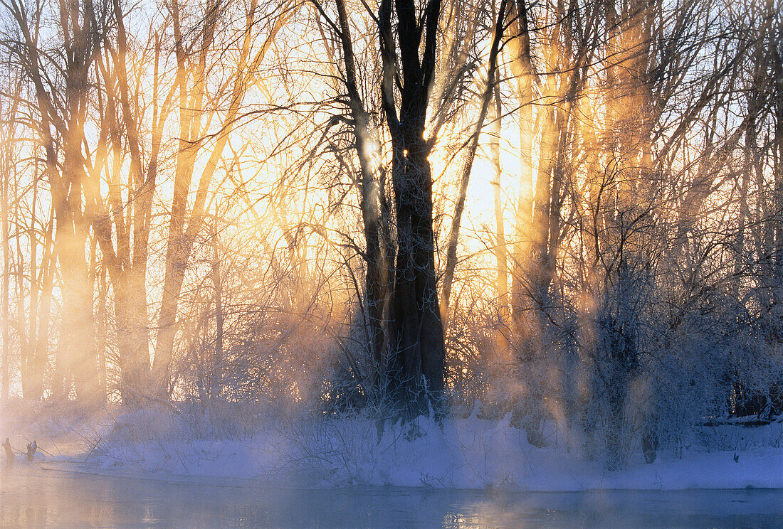 Sunrise through Trees in Winter,Mississippi River,Carleton Place,Ontario,Canada