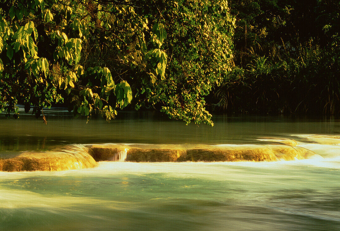 Trees and River,Agua Azul,Agua Azul National Park,Chiapas,Mexico