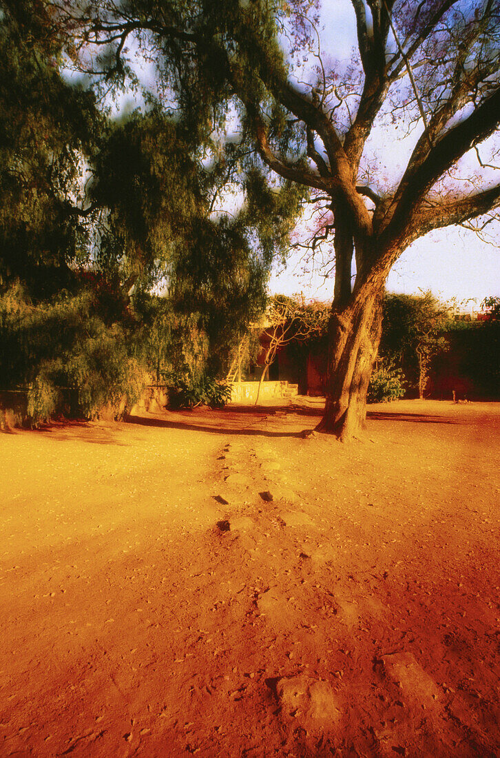 Jacaranda-Baum und Steinweg im Garten von Rodolfo Morales, Oaxaca, Mexiko