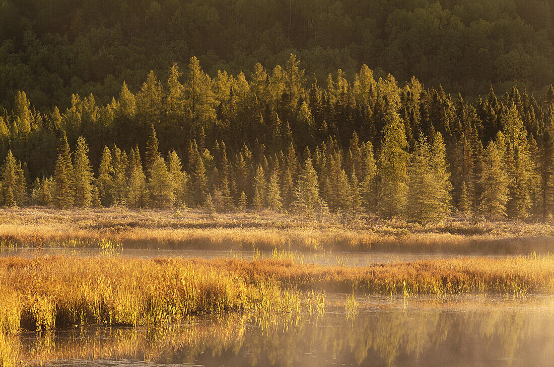 Costello Creek,Trees and Mist,Algonquin Provincial Park,Ontario,Canada