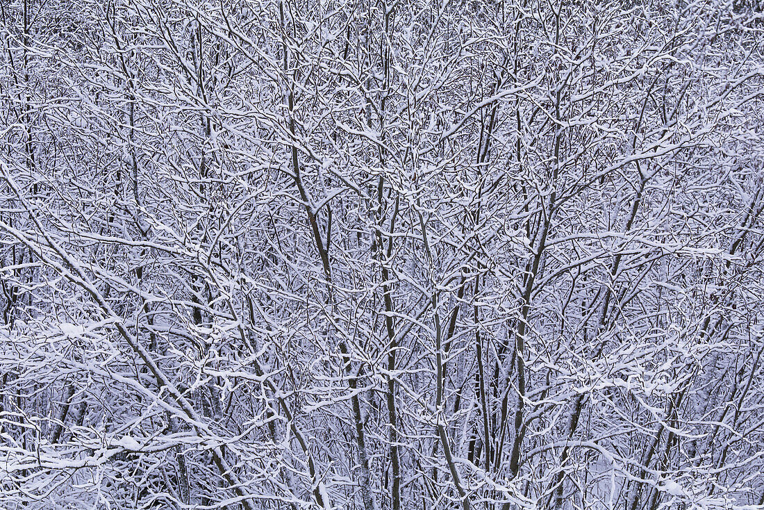 Snow Covered Trees,Algonquin Provincial Park,Ontario,Canada