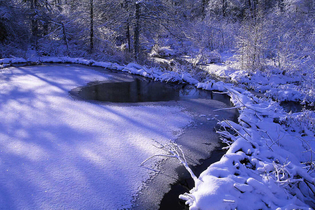 Biberdamm und Teich im Winter, Algonquin Provincial Park, Ontario, Kanada