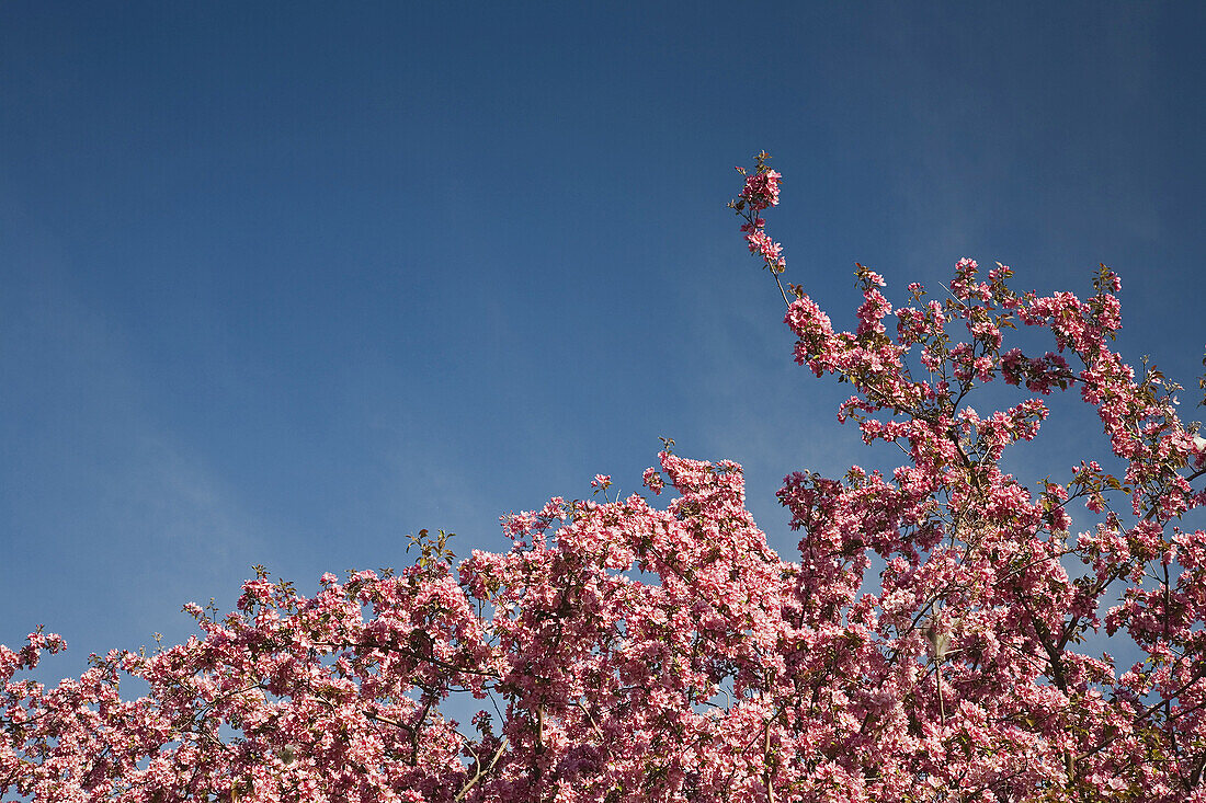 Nahaufnahme von Krabbenapfelbaumblüten