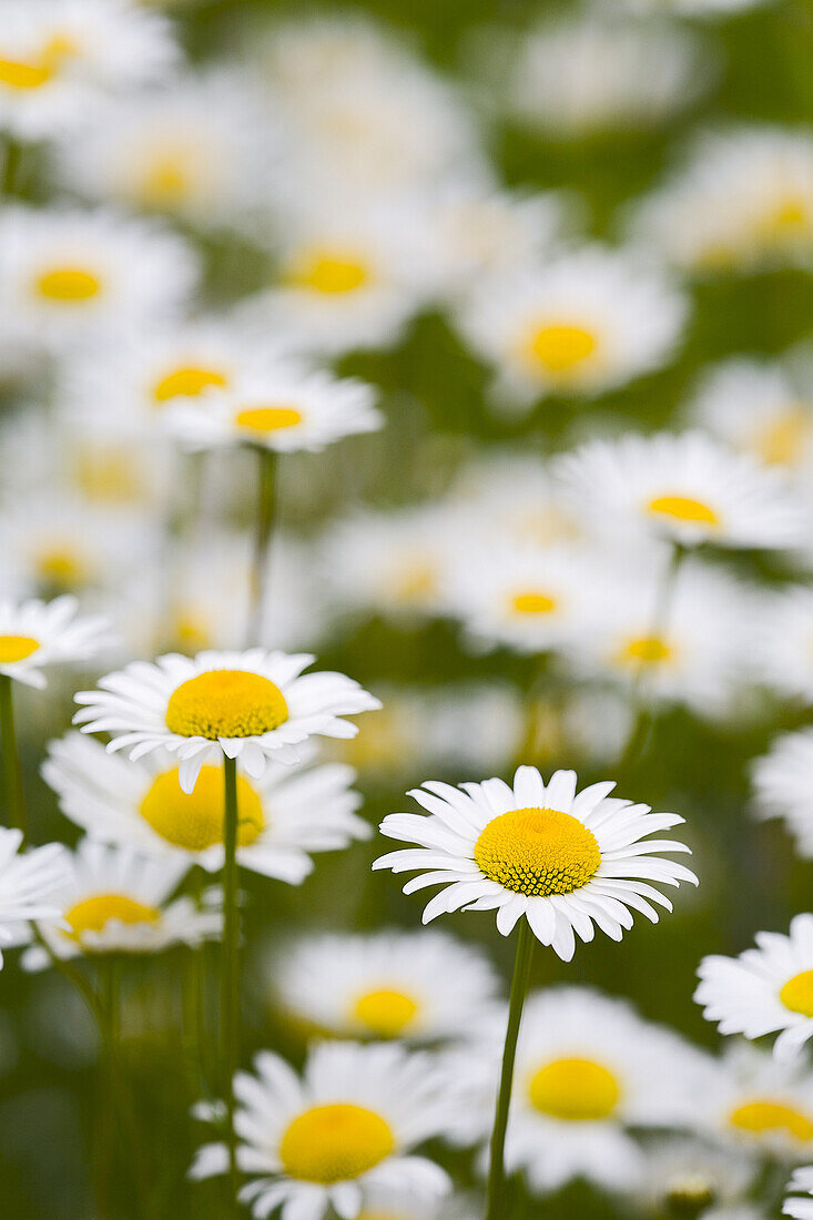 Ochsenaugen-Gänseblümchen