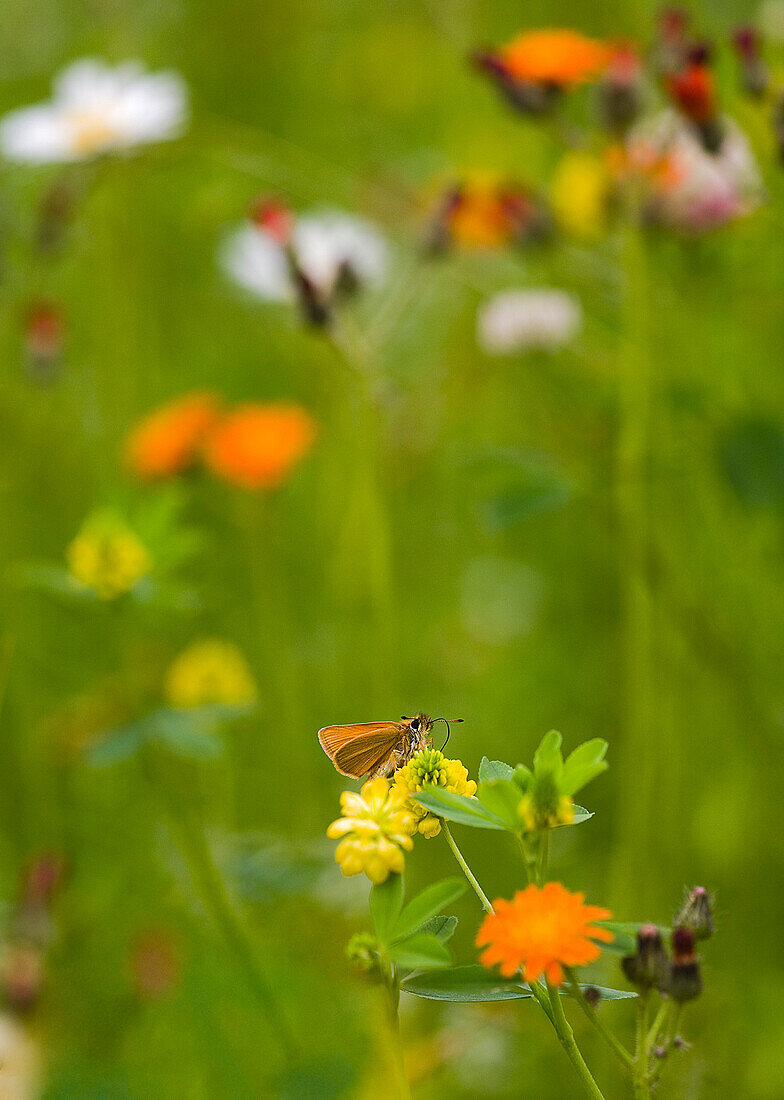 Skipper Butterfly and Wild Flowers