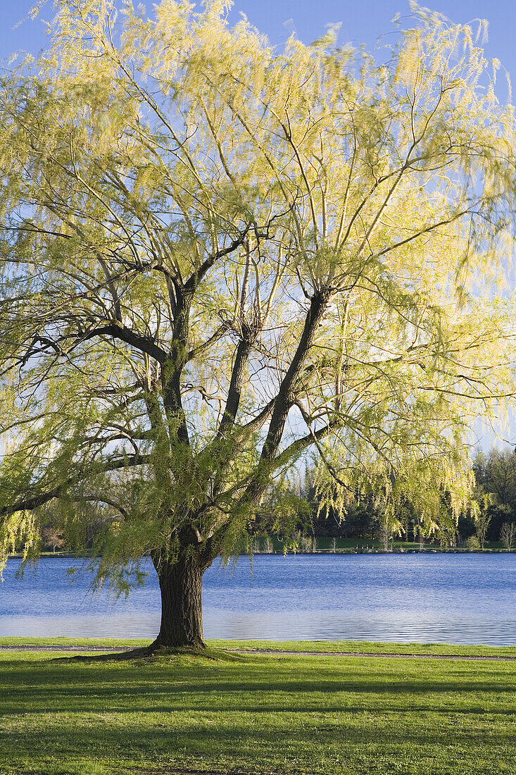 Baum am See, Dow's Lake, Ottawa, Ontario, Kanada