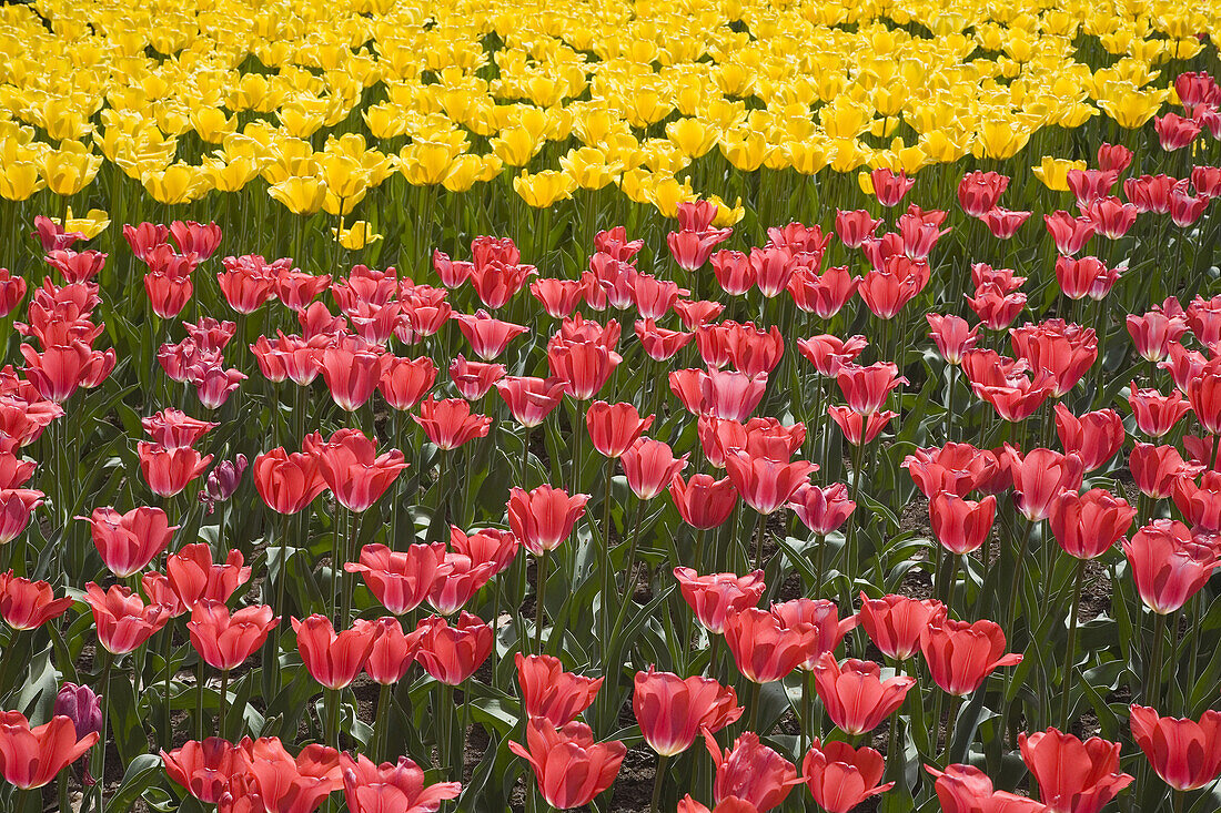 Tulips,Commissioner's Park,Ottawa,Ontario,Canada