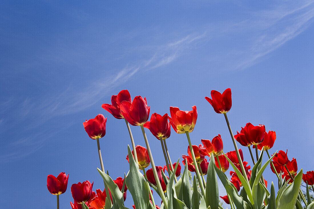 Tulips,Commissioner's Park,Ottawa,Ontario,Canada