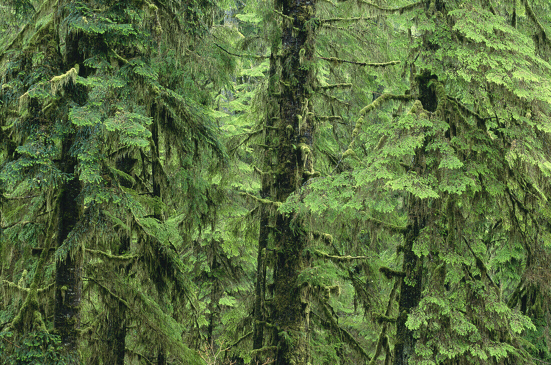 Temperate Rainforest,Pacific Rim Nat. Park,Vancouver Island,B.C. Canada