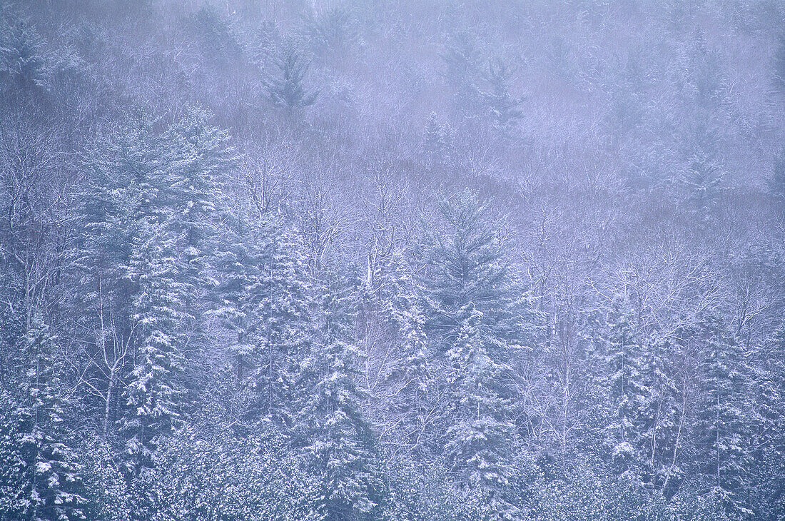 Mixed Forest,Petawawa River,Algonquin Provincial Park,Ontario,Canada