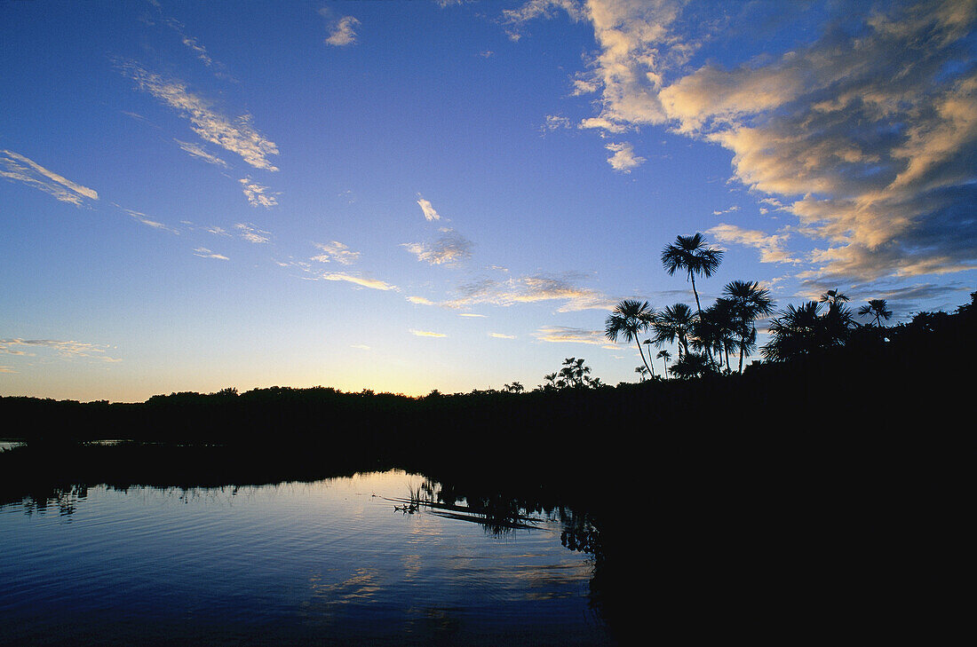 Tropical Rainforest,Amazon Basin,Napo Province,Ecuador