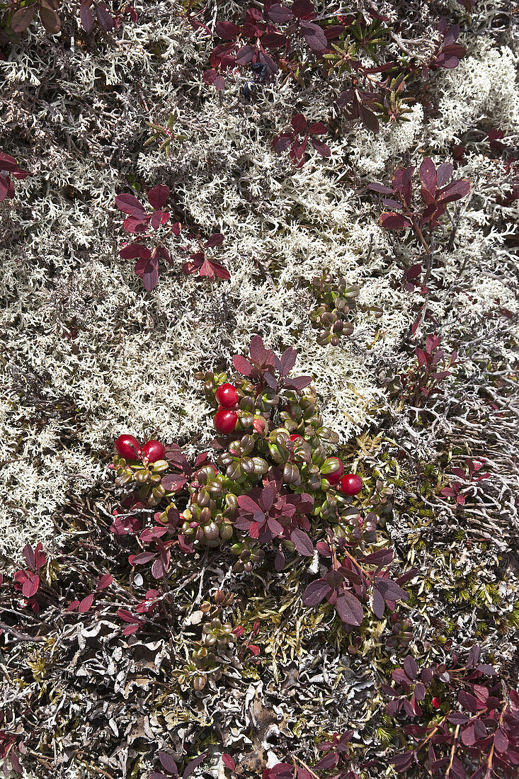 Mountain Cranberries,Tombstone Territorial Park,Yukon,Canada