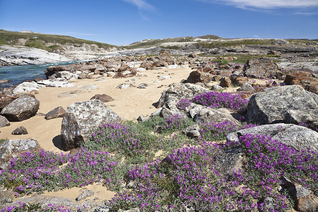 Breitblättriges Weidenröschen am Soper River, Katannilik Territorial Park Reserve, Baffin Island, Nunavut, Kanada