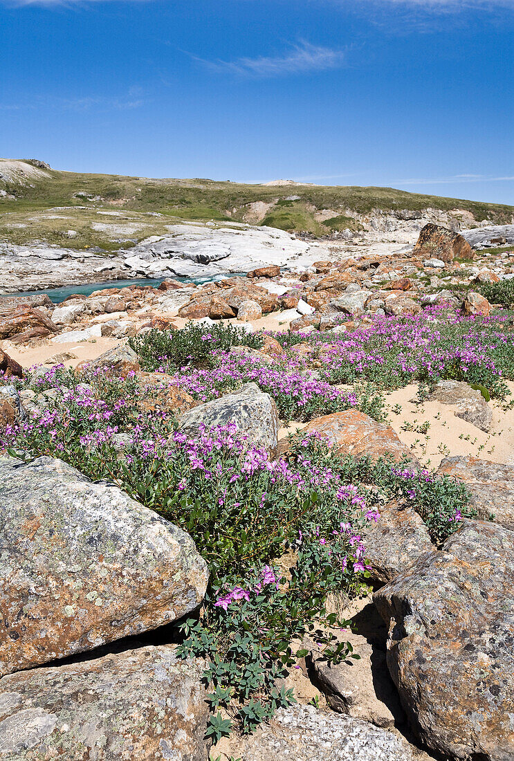 Breitblättriges Weidenröschen, Soper River, Katannilik Territorial Park Reserve, Baffin Island, Nunavut, Kanada