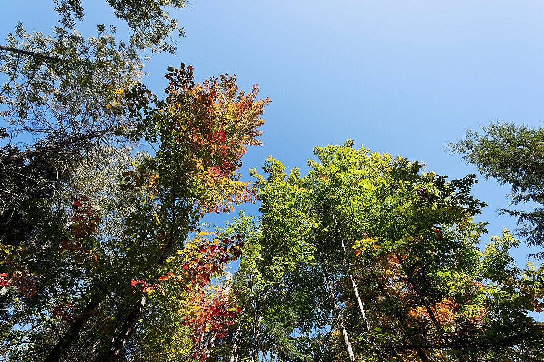 Fall Trees,Fitch Bay,Quebec,Canada