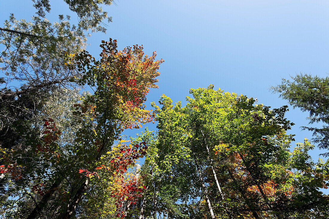 Herbstbäume,Fitch Bay,Quebec,Kanada