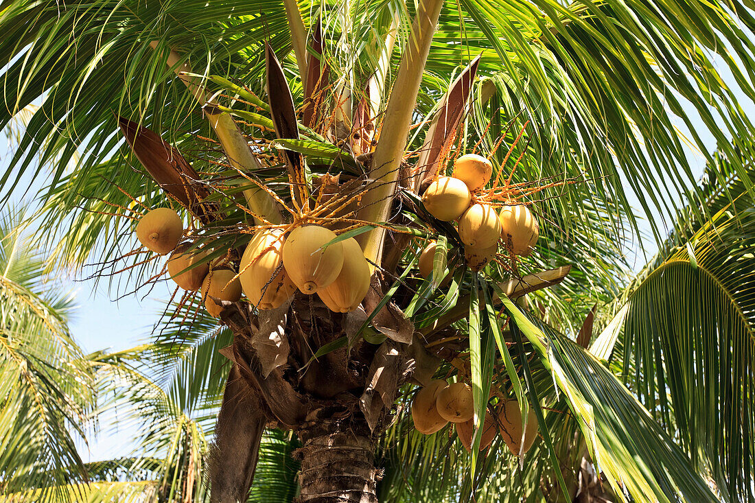 Palm Tree,Varadero,Cuba