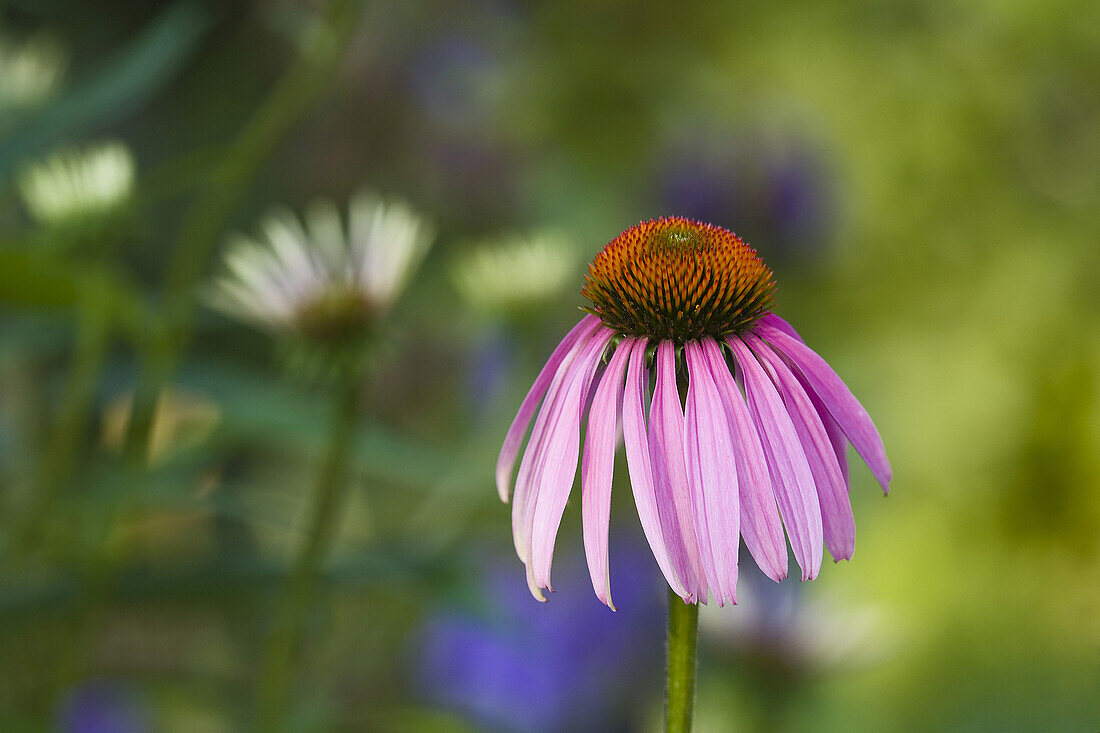 Kegelblume