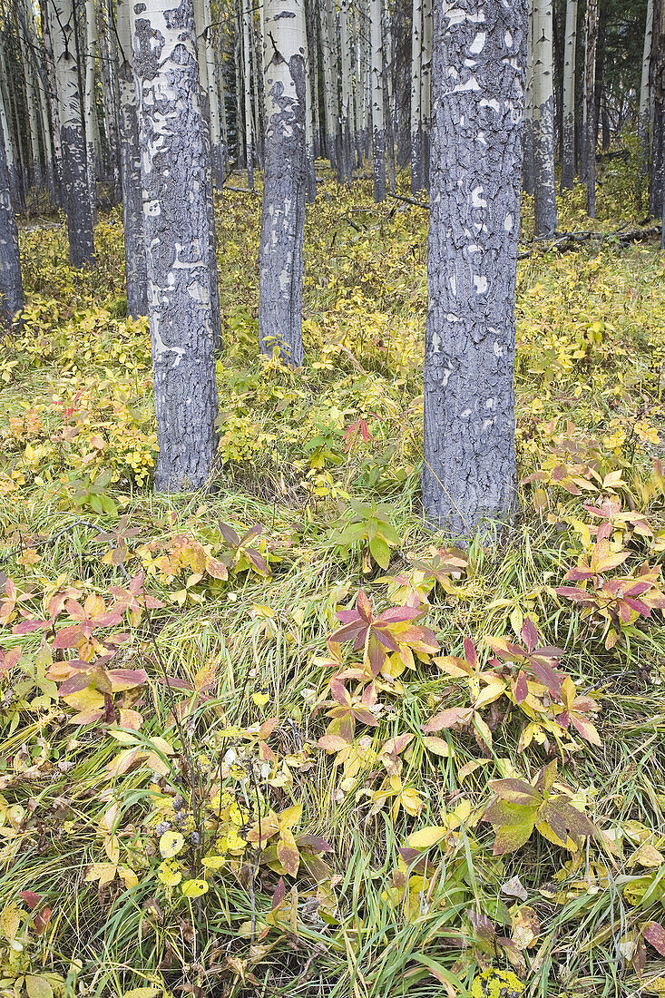 Aspen Grove and Forest Floor,Banff National Park,Alberta,Canada