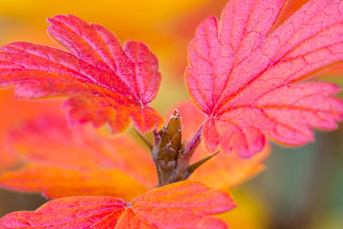 Nahaufnahme von Herbstblättern