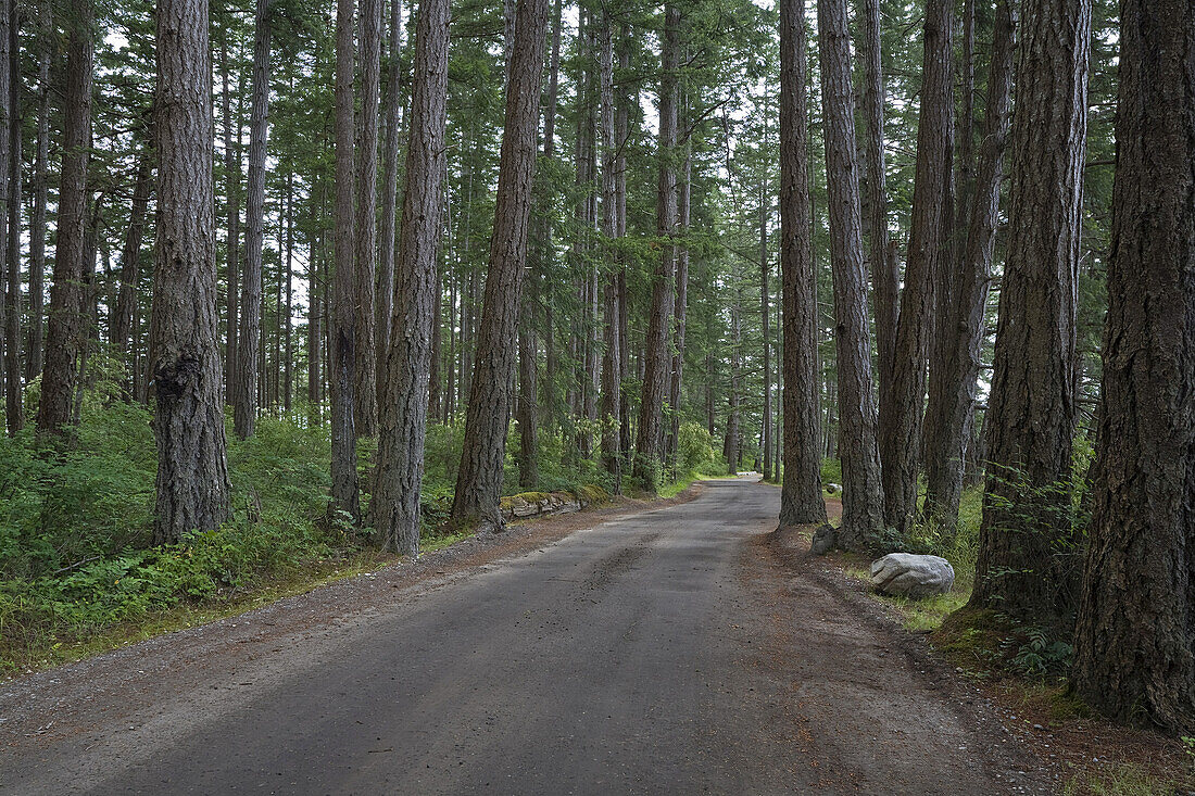 Road through Forest,Rebecca Spit Marine Provincial Park,Quadra Island,Canada