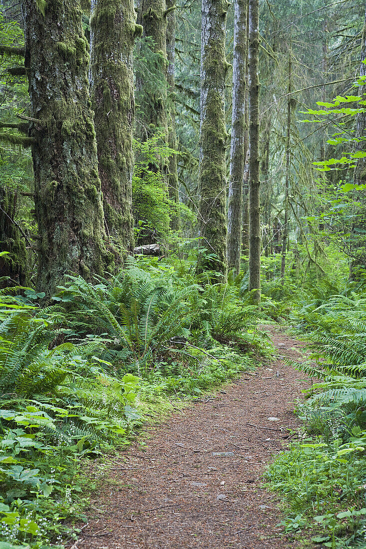 Path through Forest,Elk Falls Provincial Park,Vancouver Island,British Columbia,Canada