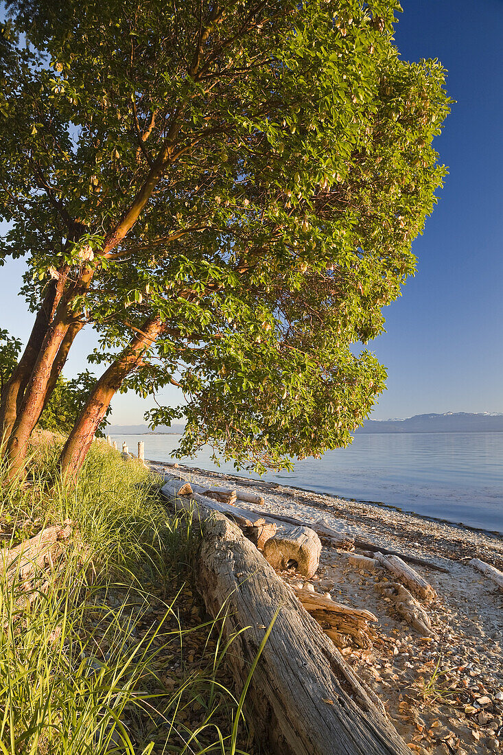 Tree and Driftwood on Beach,Smelt Bay Provincial Park,British Columbia,Canada