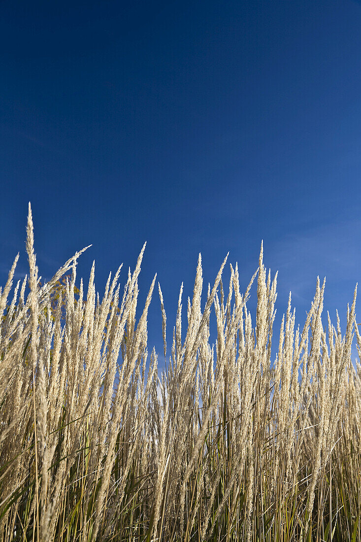 Langes Gras und Himmel