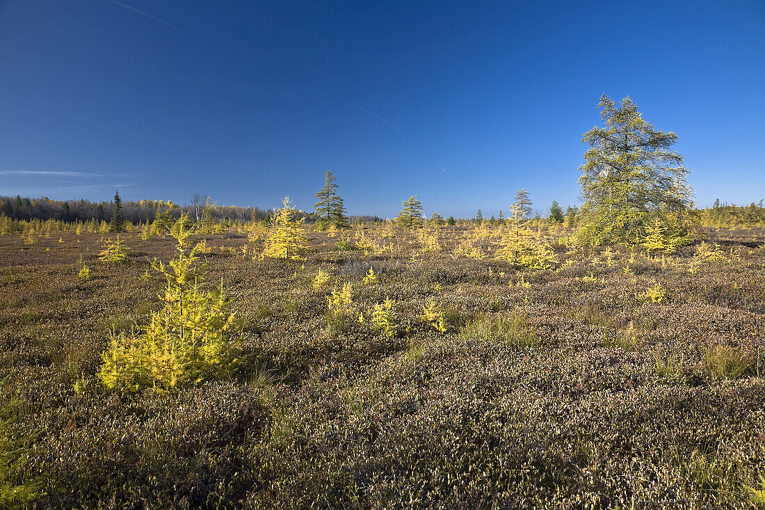 Tamarack-Bäume im Moor, Mer Bleue Conservation Area, Ottawa, Ontario, Kanada