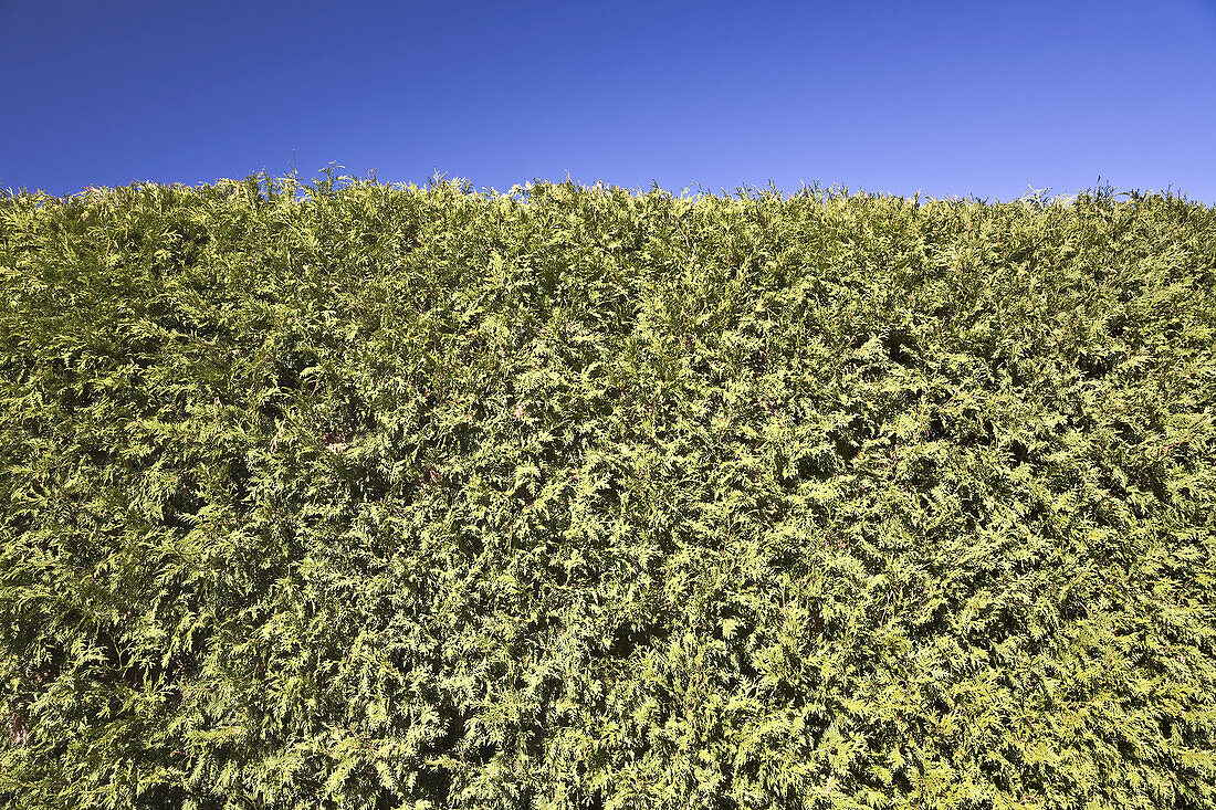 Close-up of Cedar Hedge