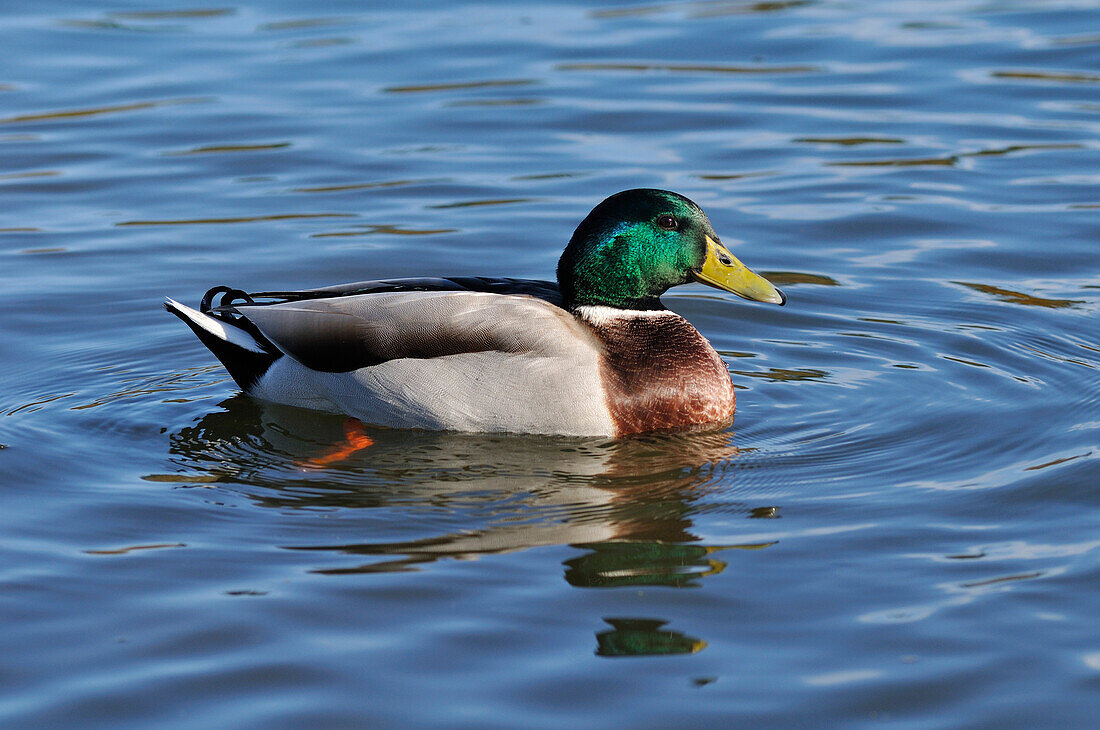 Mallard