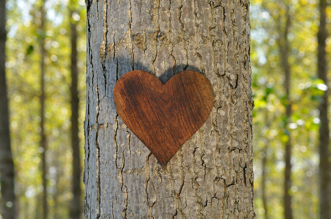 Wooden Heart on Tree