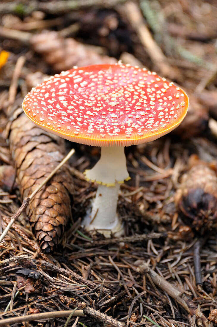 Nahaufnahme eines Amanita Muscaria-Pilzes,Alpen,Frankreich