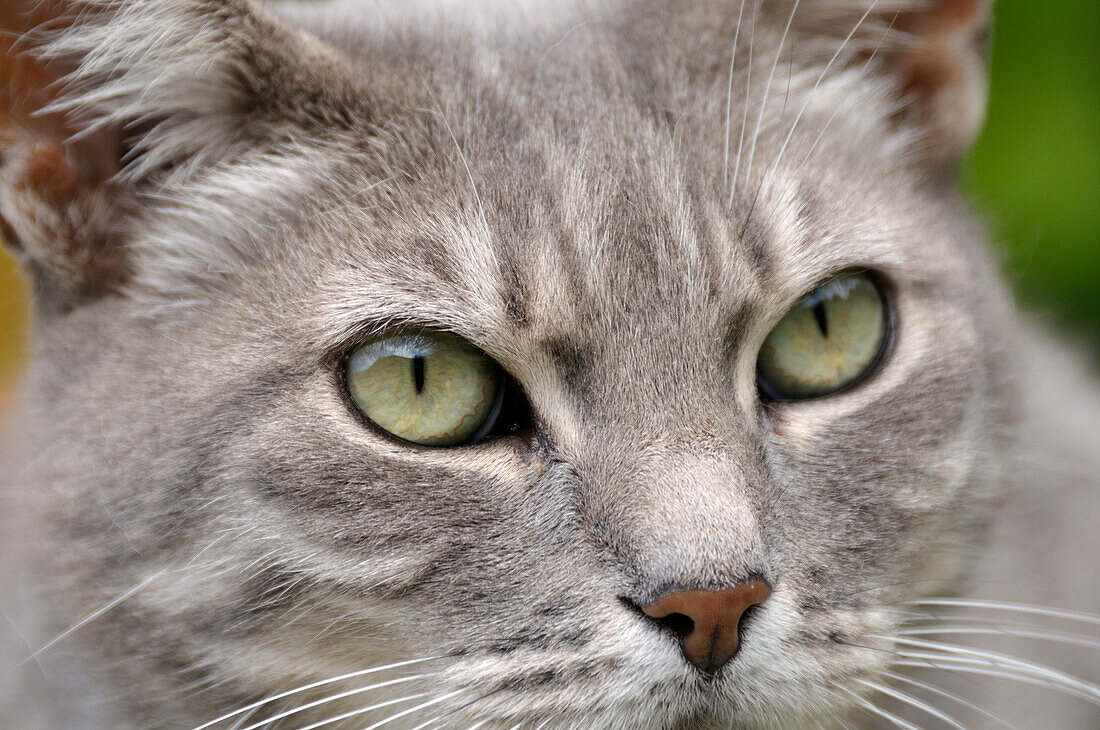 Close-up of Cat's Face,Alps,France