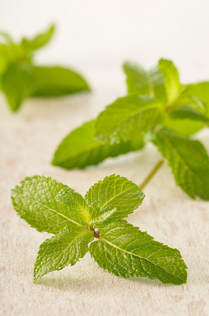 Close-up of Mint Leaves