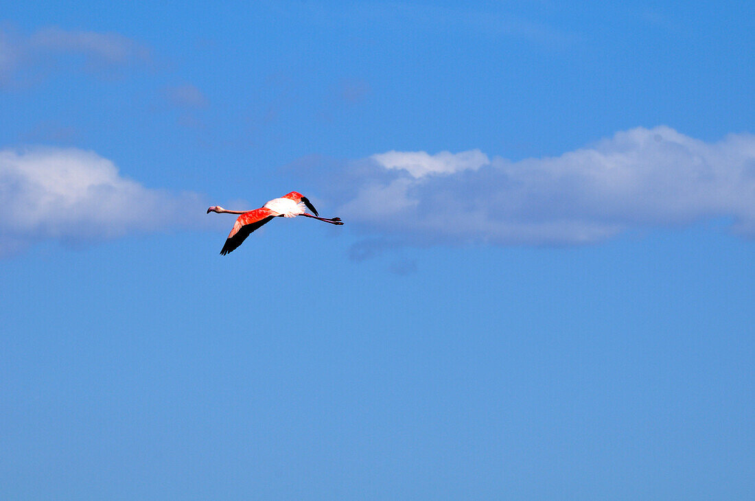 Flamingo,Frontignan,Herault,Languedoc-Roussillon,France