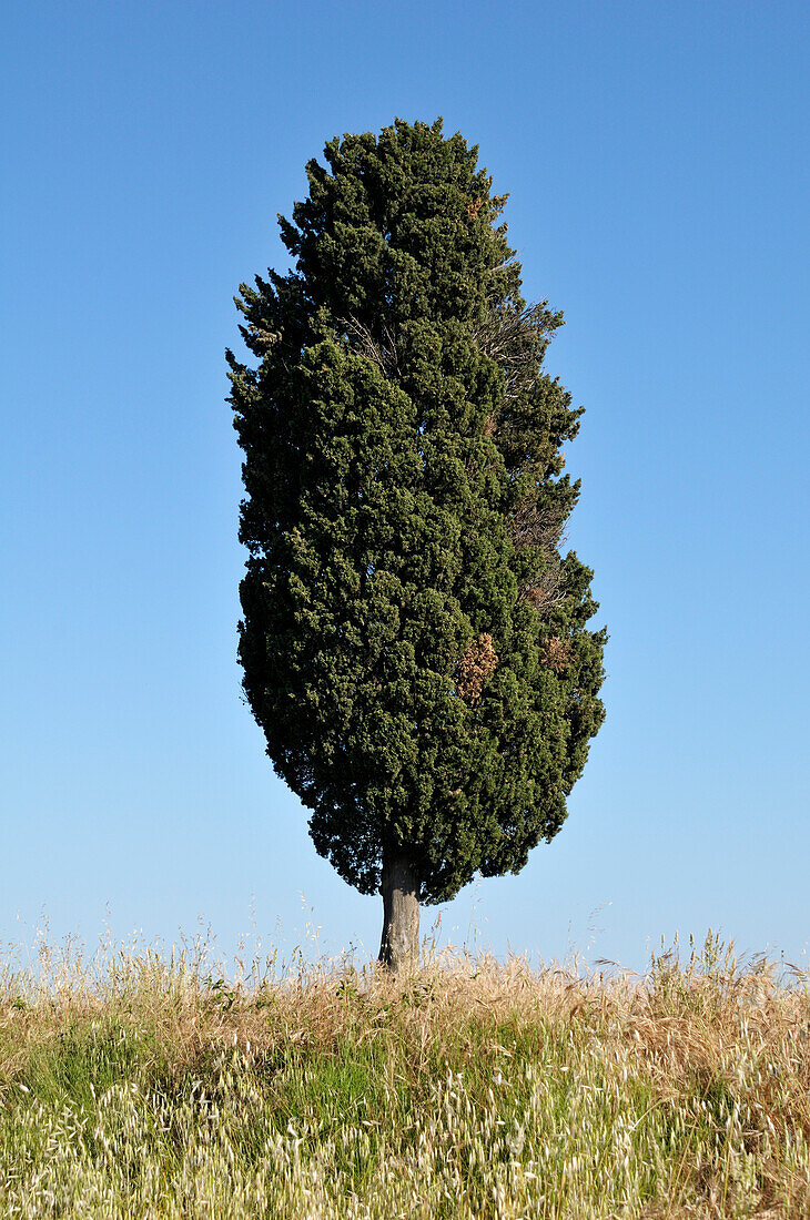 Baum, Clermont-l'Herault, Languedoc-Roussillon, Frankreich