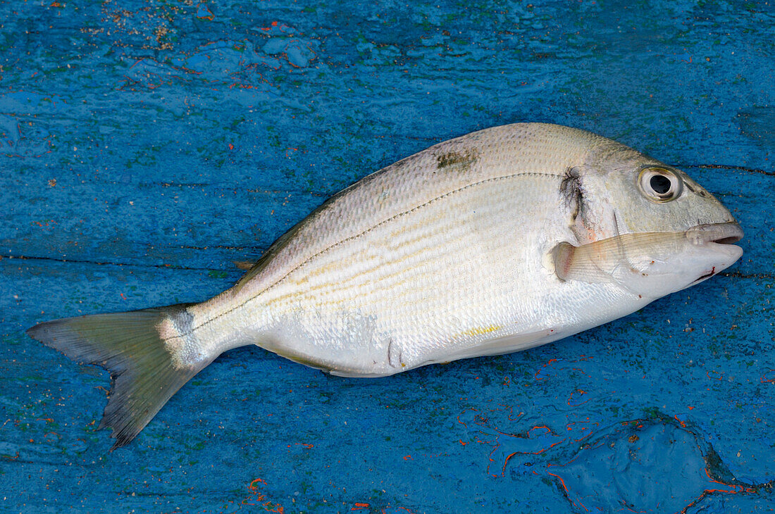 Nahaufnahme eines Fisches,Marokko