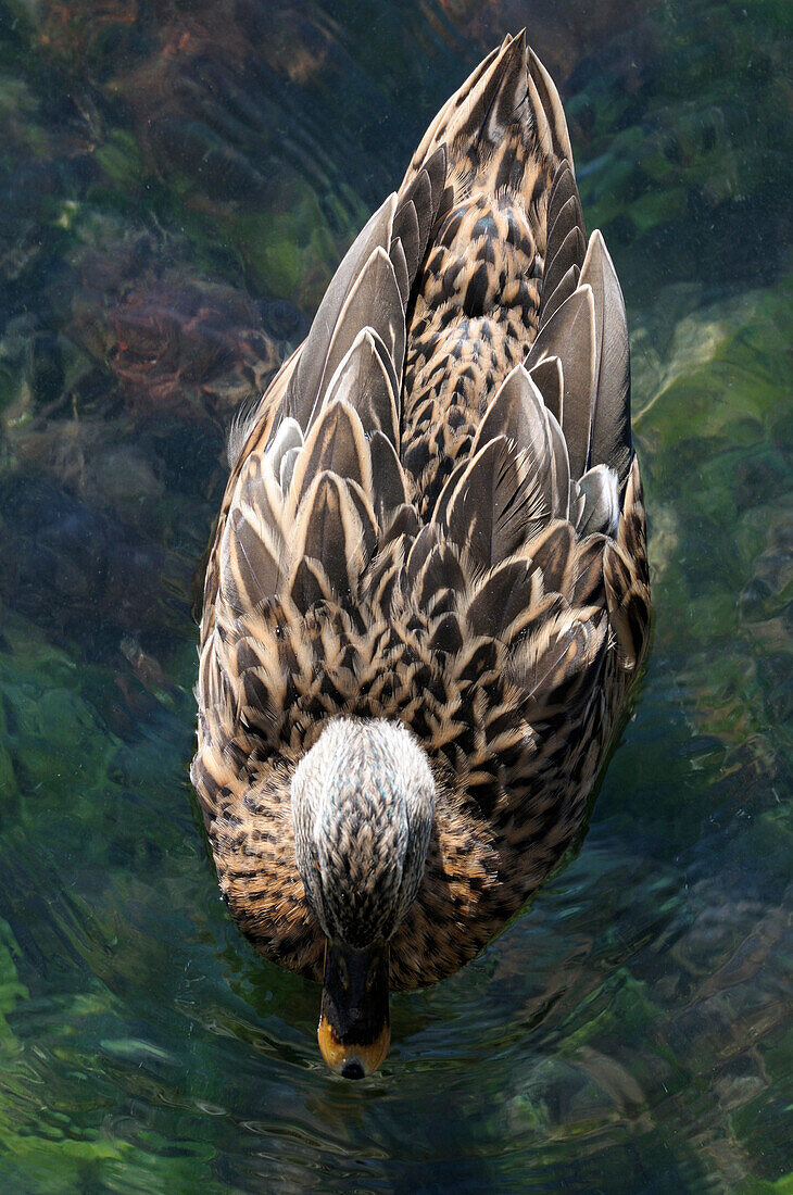 Overhead View of Duck on Water,Herault,France