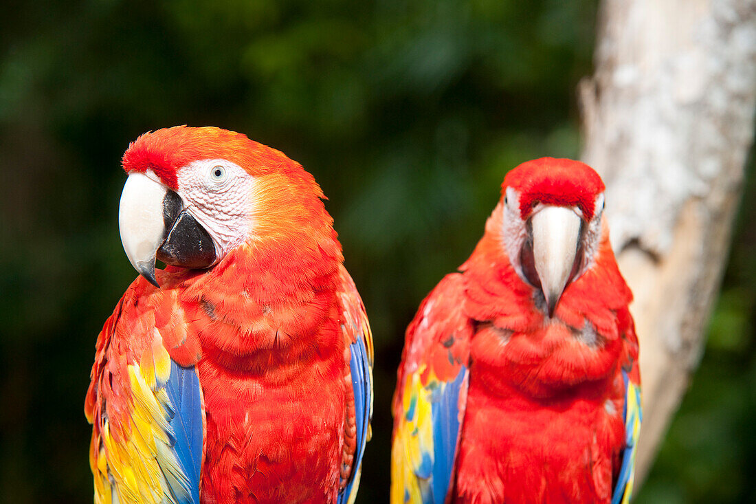 Close-up of Parrots,Mexico