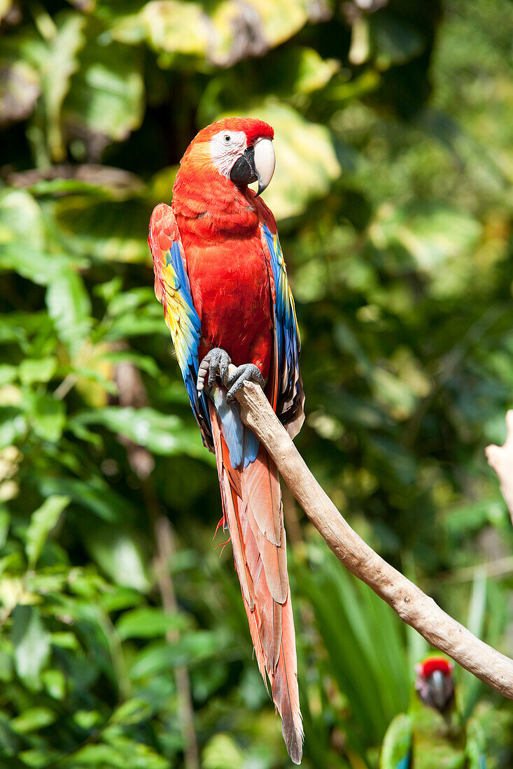 Porträt eines Papageis,Mexiko
