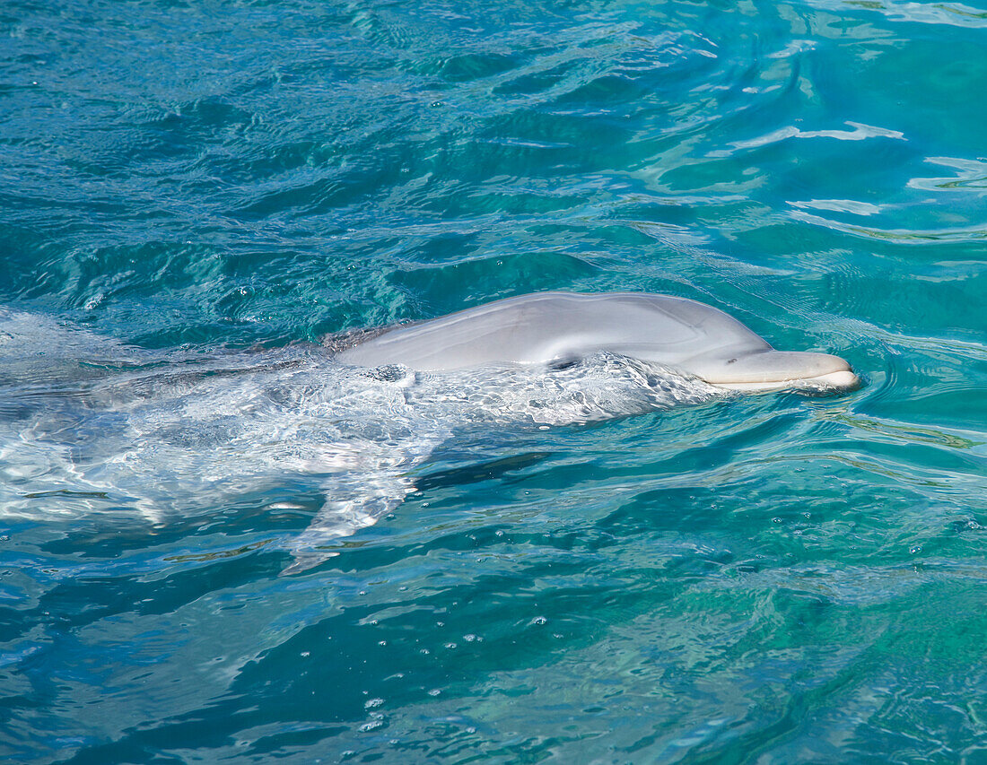 Dolphin, Mexico