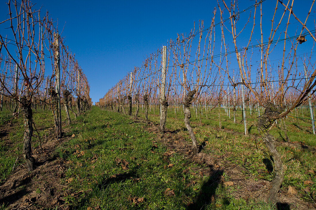 Vineyard in Autumn,Pfalz,Rhineland-Palatinate,Germany