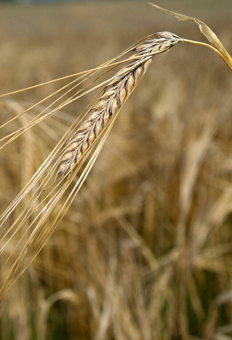 Nahaufnahme einer Gerstenähre auf einem Feld, Deutschland