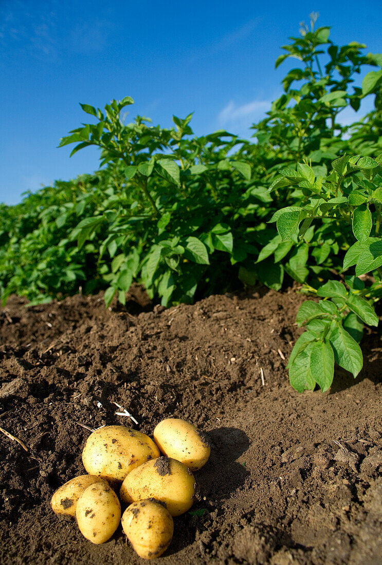 Kartoffeln werden auf einem Kartoffelfeld geerntet,Deutschland