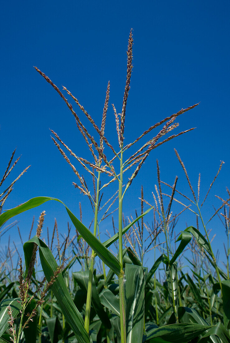Nahaufnahme einer Maispflanze im Feld vor blauem Himmel,Deutschland