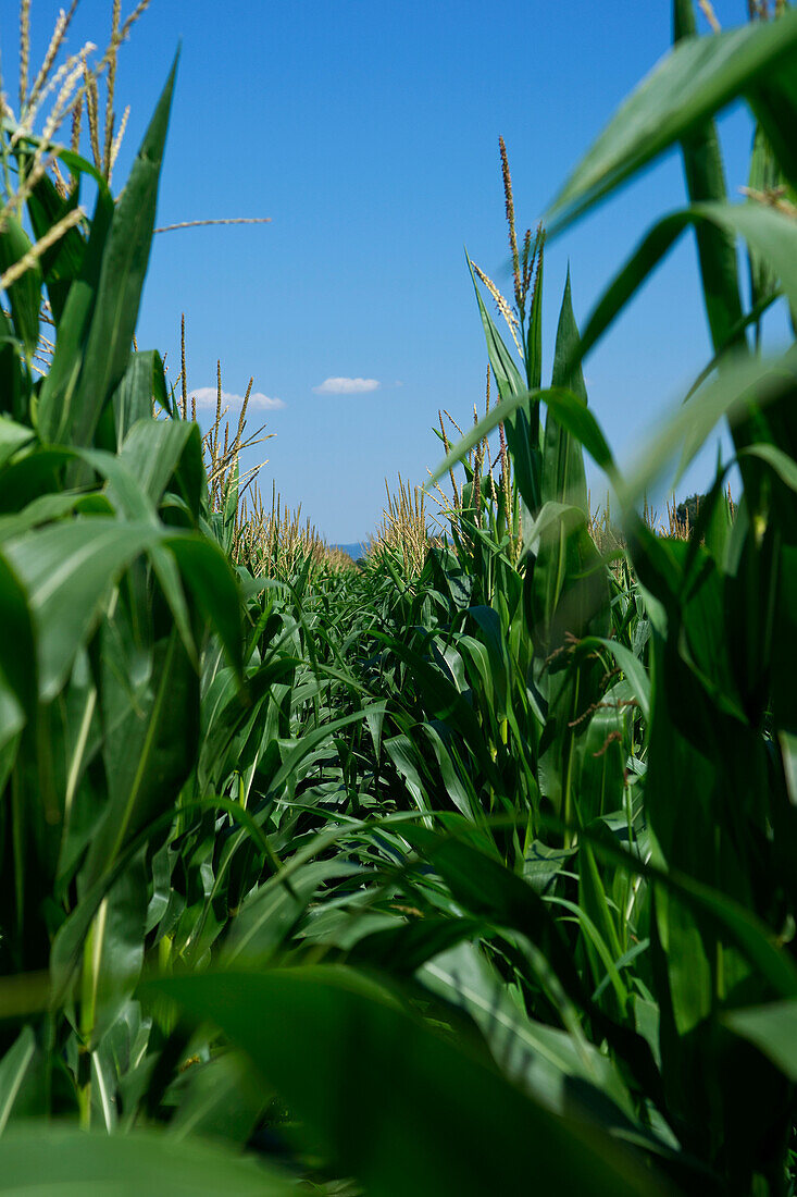 Blick durch Reihen von Maispflanzen im Feld,Deutschland