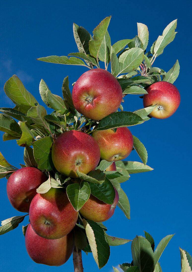 Nahaufnahme von roten Äpfeln, die am Apfelbaum hängen,Deutschland